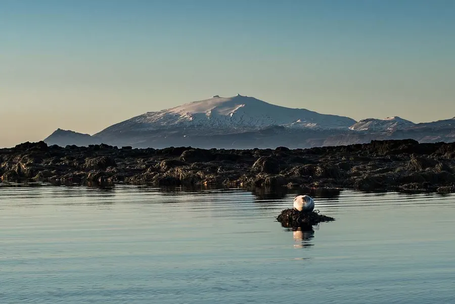 Iceland coastal wildlife — Atlantic puffins in Iceland summer